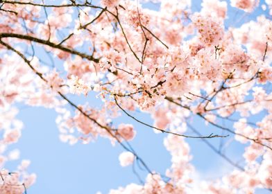 Cherry Blossom Branches