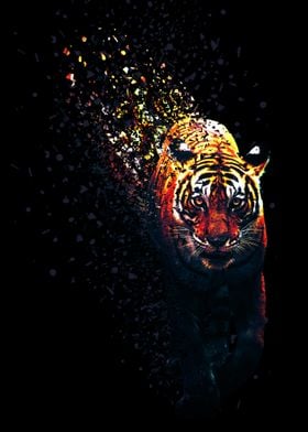 Tiger Dispersion