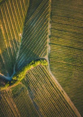 Vineyard fields from above