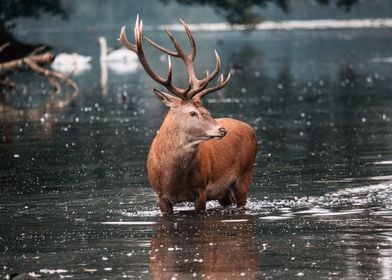 Deer In Water