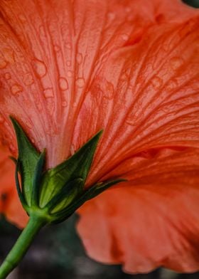 macro red hibiscus