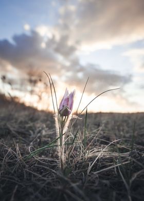 Crocus Sunrise