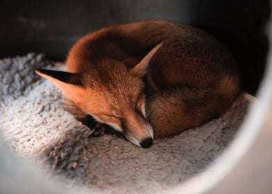 Sleepy Fox