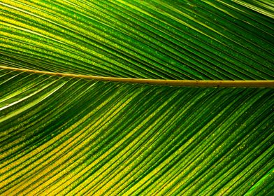 Old palm leaf texture