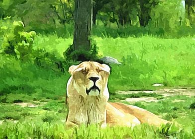 Lioness Sunbathing