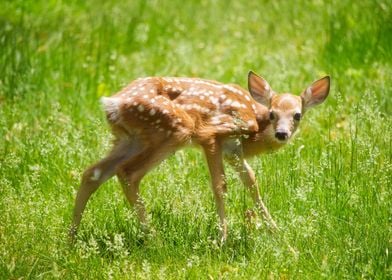 Deer In The Grass