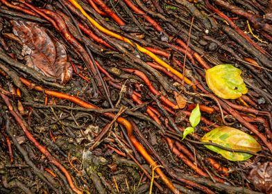 Colorful roots texture