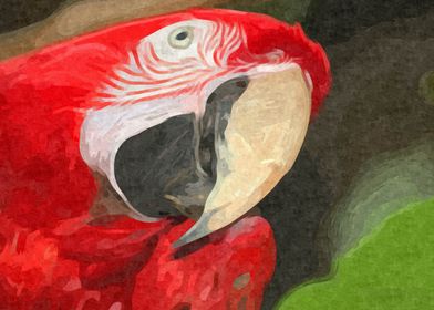 Red Parrot Portrait