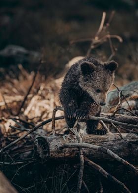 Brown Bear On Branches