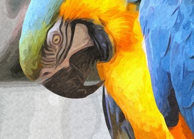 Rainbow Macaw Profile