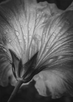 macro flower hibiscus bw