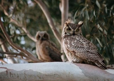 Owls On A Tree Branch