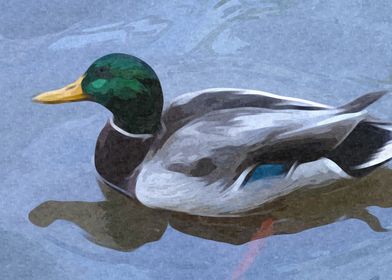 Mallard Duck on Lake