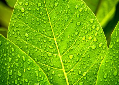 Raindrops on leaf texture