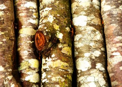 Tree trunks texture