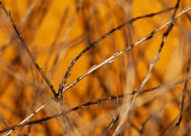 Bush branches texture