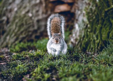 Squirrel In The Woods