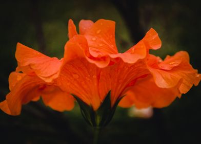 macro red hibiscus 2