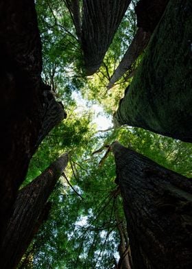 Inside The Forest