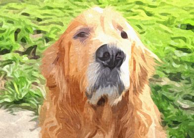 Golden Retriever Portrait