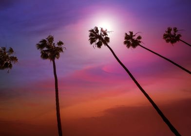 California palm trees