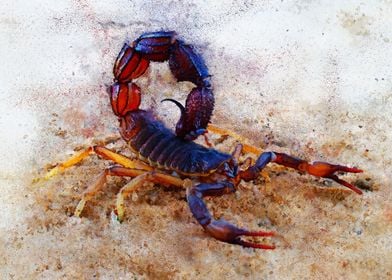 Indian Red Scorpion