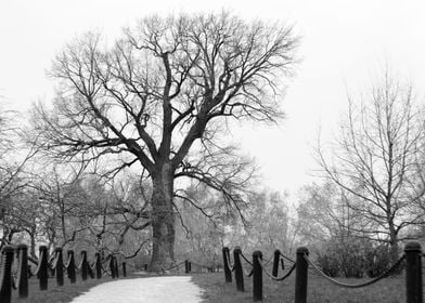 Centenary Oak