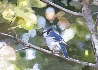 Blue Jay In the Forest