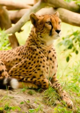 Cheetah