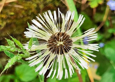 Wet Dandelion Blossom