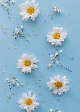 White flowers and blue