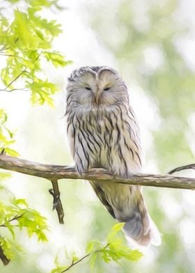 Ural Owl