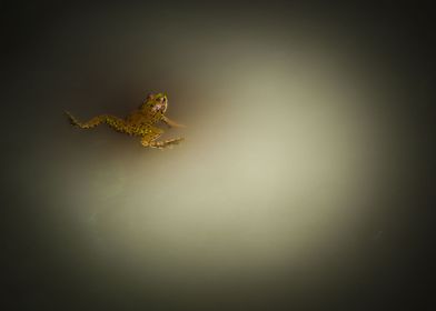 Frog 1