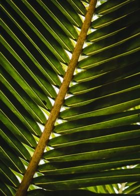 palm leaf 2