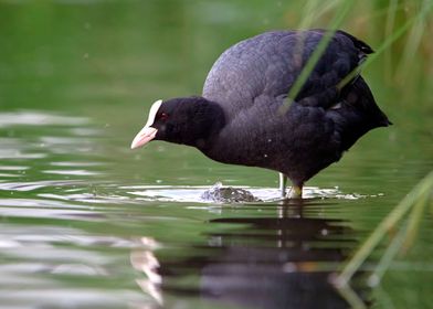 Coot standing in water