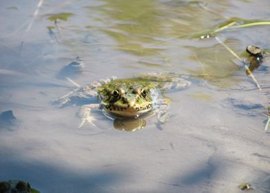 Frog 11