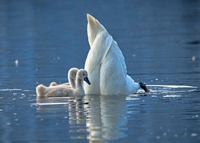 Diving swan with chicks