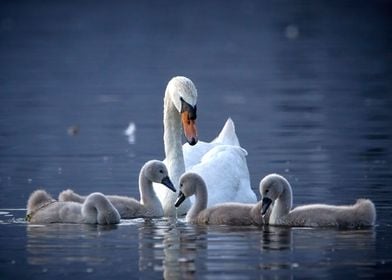 Swan family with chicks