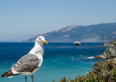 Seagull on Highway 1