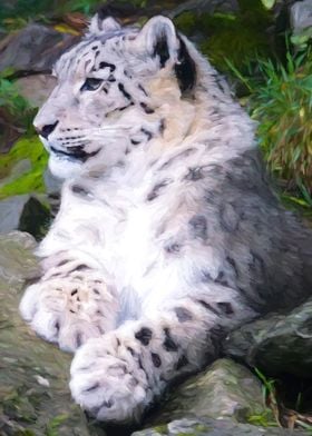 Snow Leopard Cub