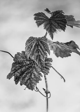 grape leaves