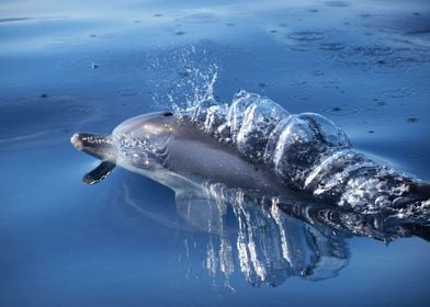 Dolphin and bubbles