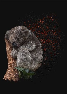 Koala Embers 