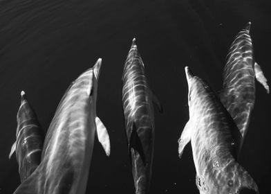 Black and white dolphins