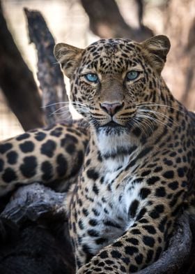 Leopard