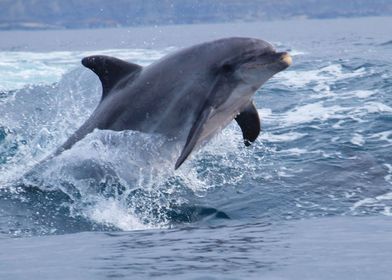 Bottlenose dolphin