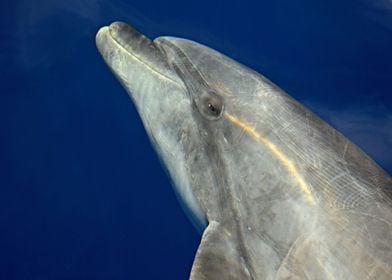 Dolphin portrait