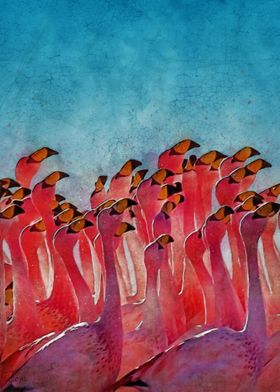 Flamingos