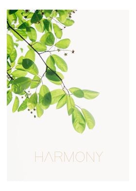 harmony