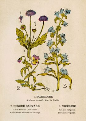 SCABIEUSE+PENSÉE+VIPÉRINE